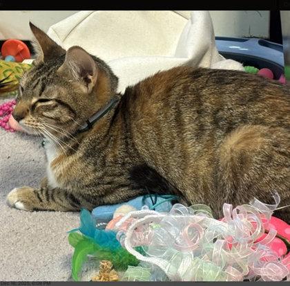 Delaney Diamond, a Adoptable mixed breed in Hudson, MA image 3/3