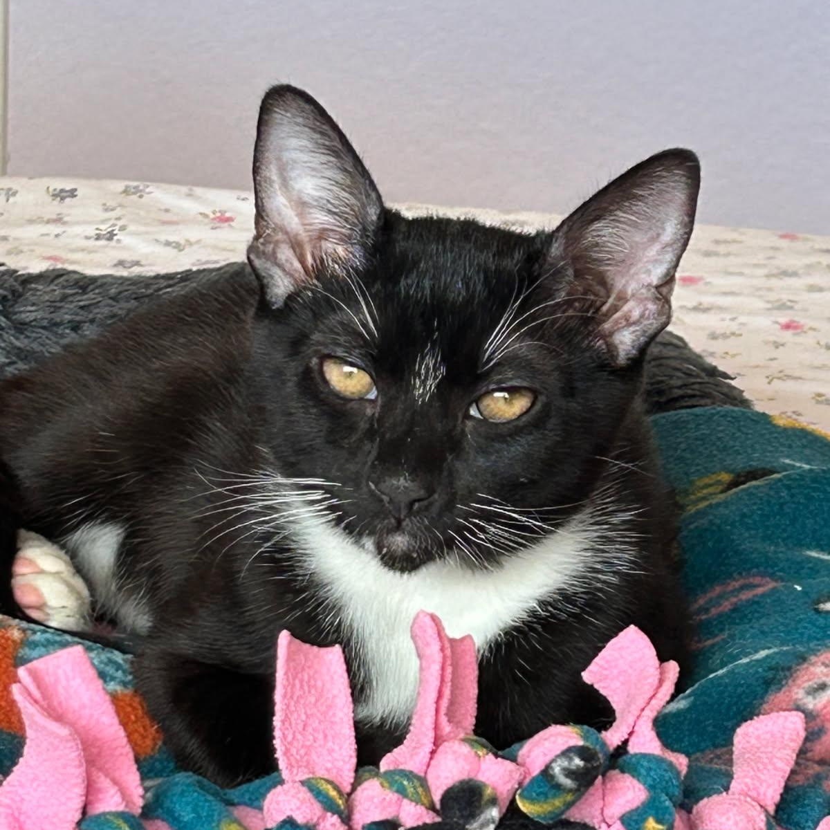 Enlarge Woody, an adoptable Tuxedo in San Juan Capistrano, CA image 1/3