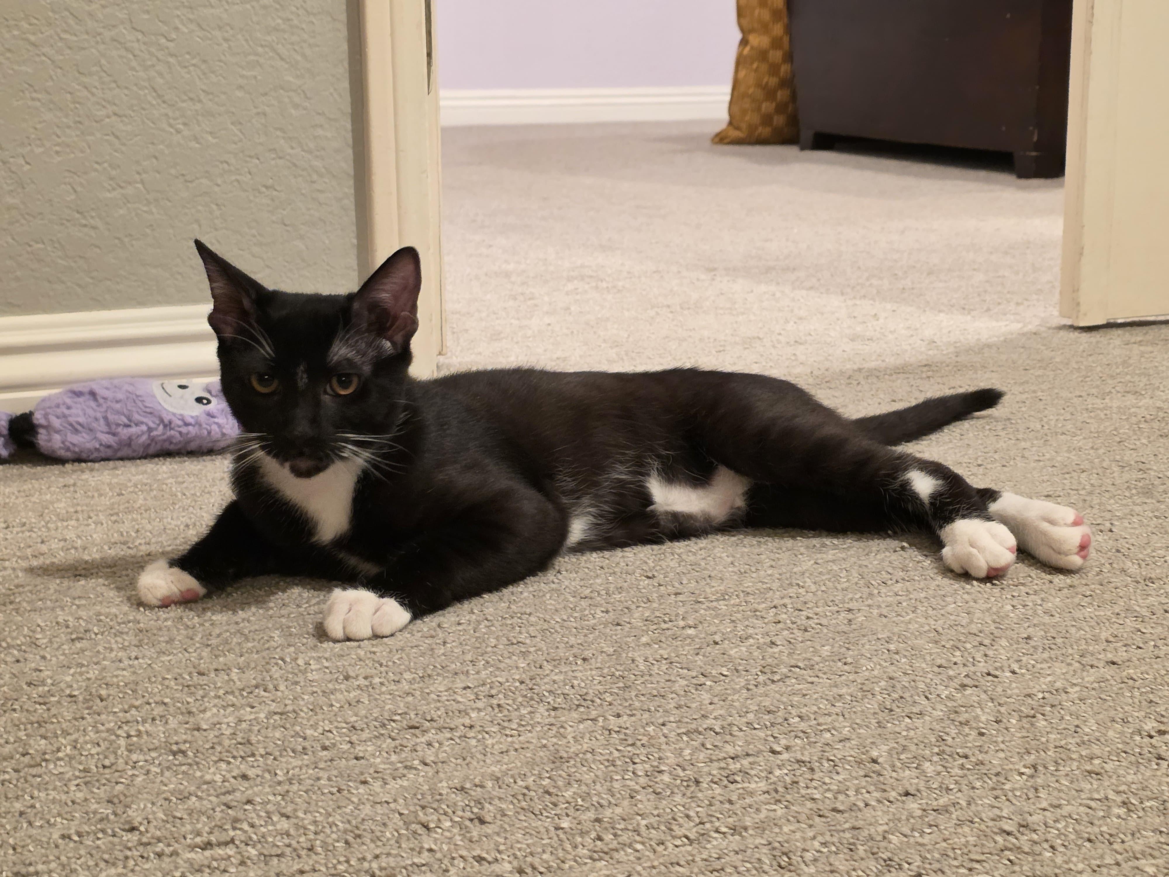 Enlarge Woody, an adoptable Tuxedo in San Juan Capistrano, CA image 2/3