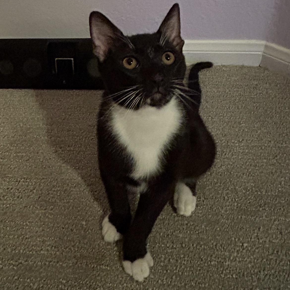 Enlarge Woody, an adoptable Tuxedo in San Juan Capistrano, CA image 3/3