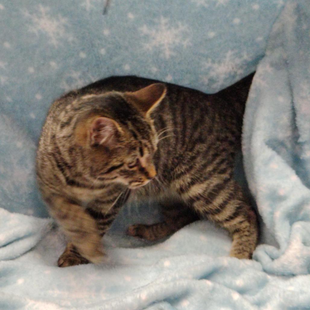 Enlarge Sissy, a Adoptable Domestic Medium Hair in Coos Bay, OR image 1/2