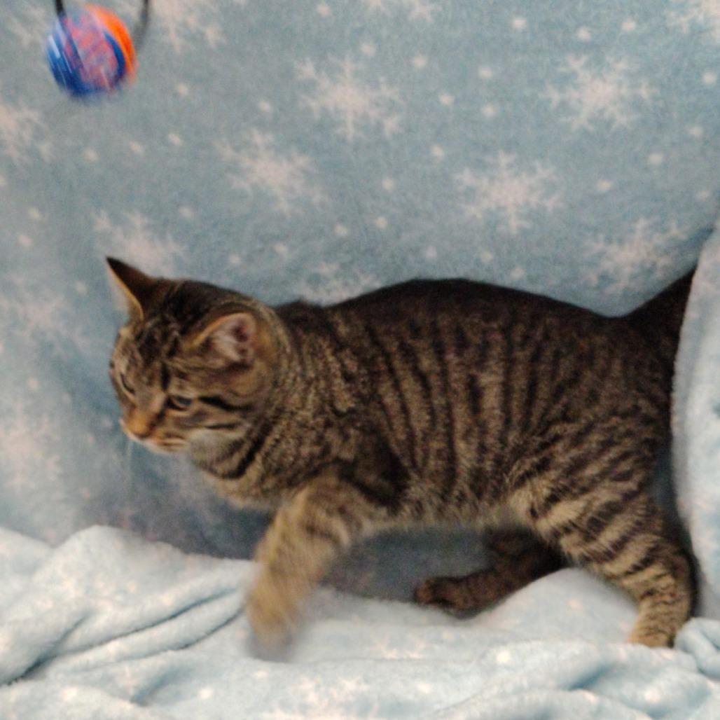 Enlarge Sissy, a Adoptable Domestic Medium Hair in Coos Bay, OR image 2/2