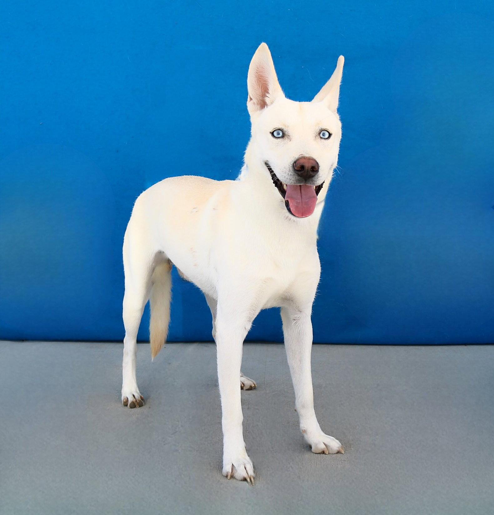 COOPER, Adoptable, Young Male German Shepherd Dog.