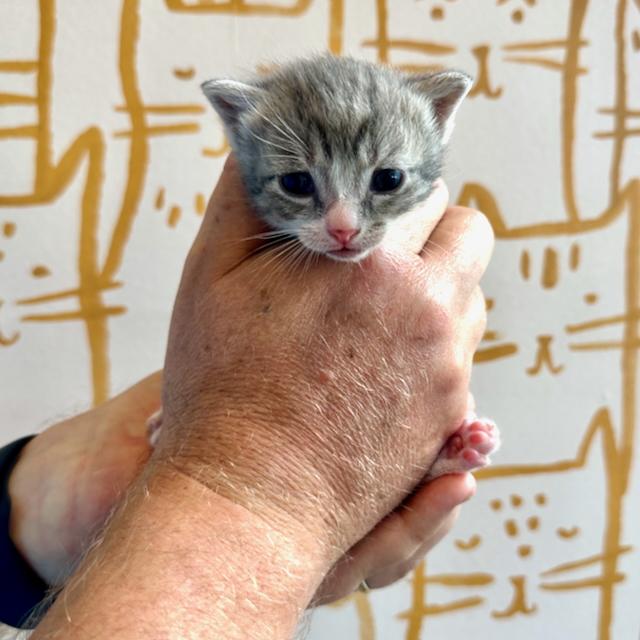 Enlarge Piccolo, a Adopted Domestic Short Hair in Jersey City, NJ image 5/5