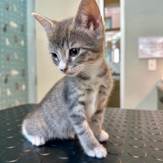 Enlarge Piccolo, a Adopted Domestic Short Hair in Jersey City, NJ image 3/5