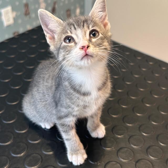 Enlarge Piccolo, a Adopted Domestic Short Hair in Jersey City, NJ image 4/5