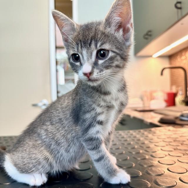 Enlarge Piccolo, a Adopted Domestic Short Hair in Jersey City, NJ image 1/5