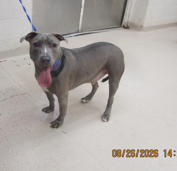 Roman(808), Adoptable, Adult Male Pit Bull Terrier.