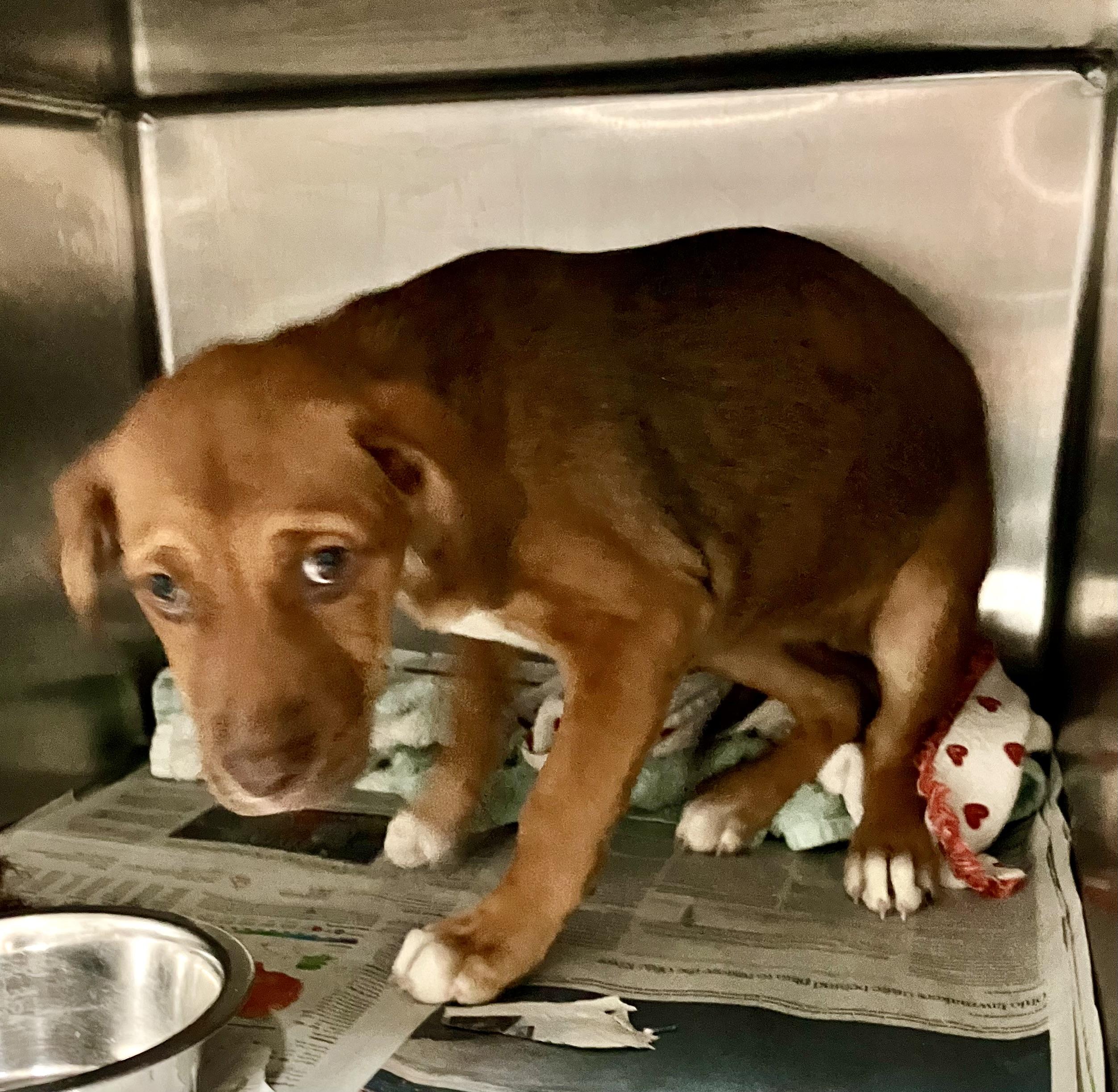Betsy, Adoptable, Puppy Female Mountain Cur.