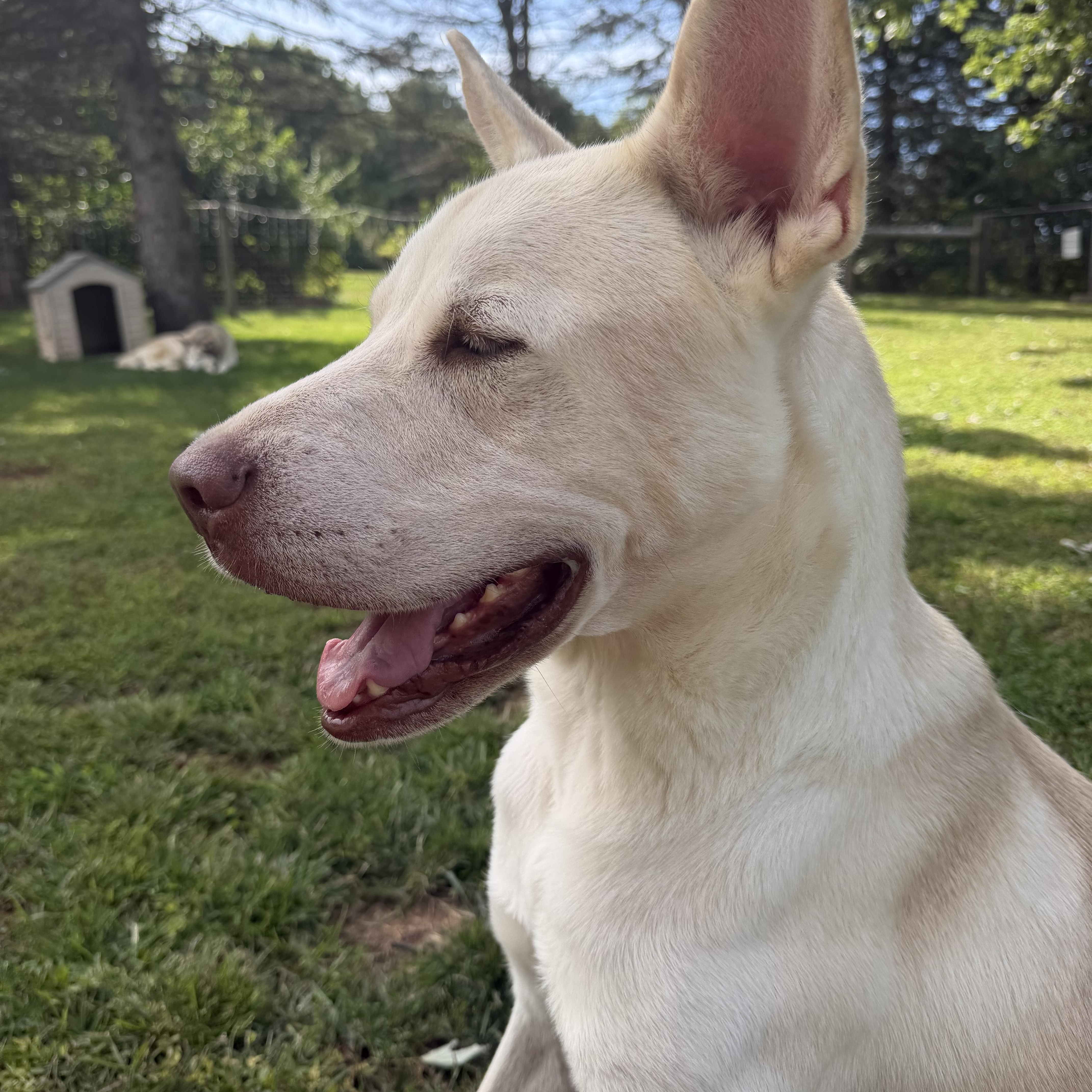 Enlarge Butterball Boyd, a Adoptable mixed breed in Spring City, PA image 6/6