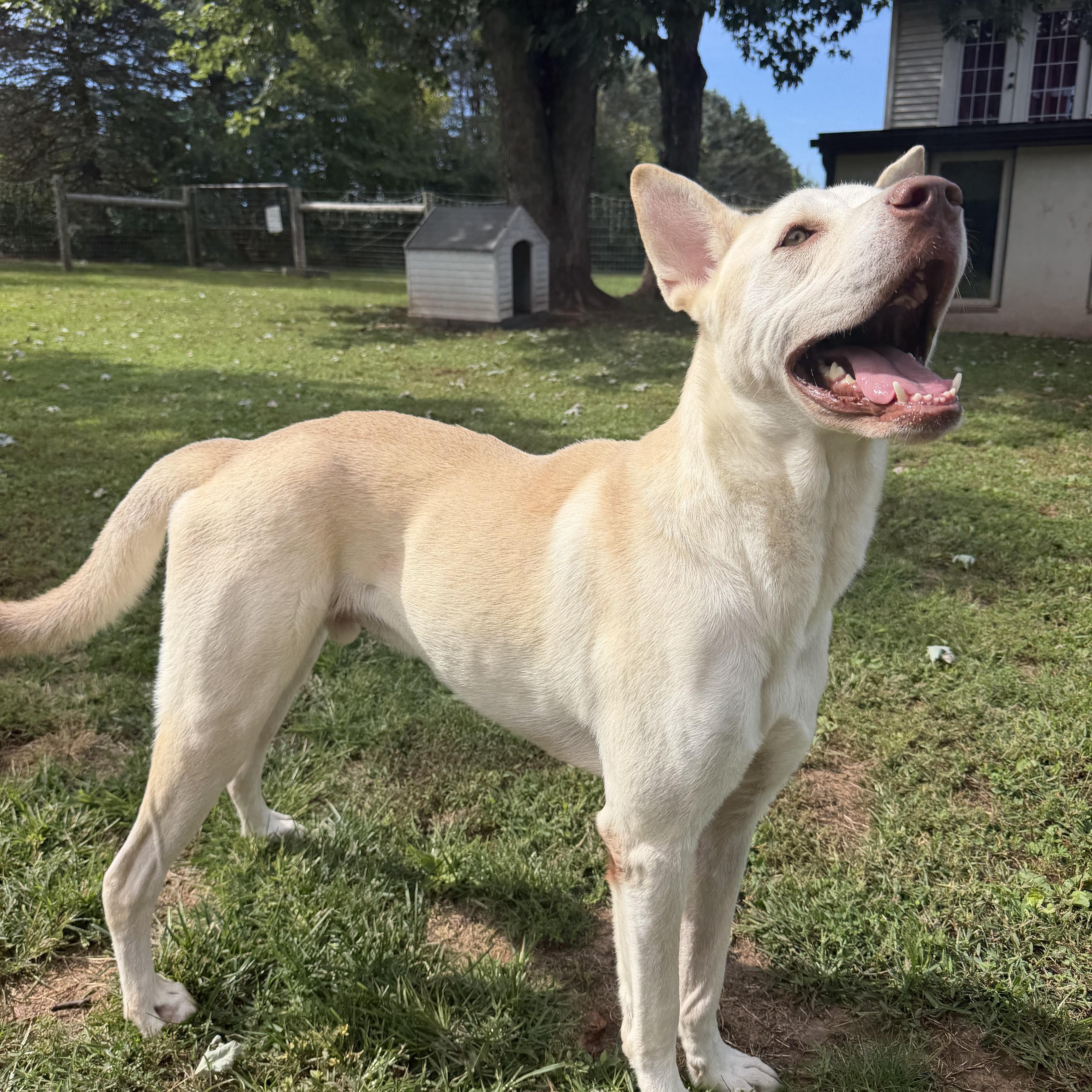 Enlarge Butterball Boyd, a Adoptable mixed breed in Spring City, PA image 3/6