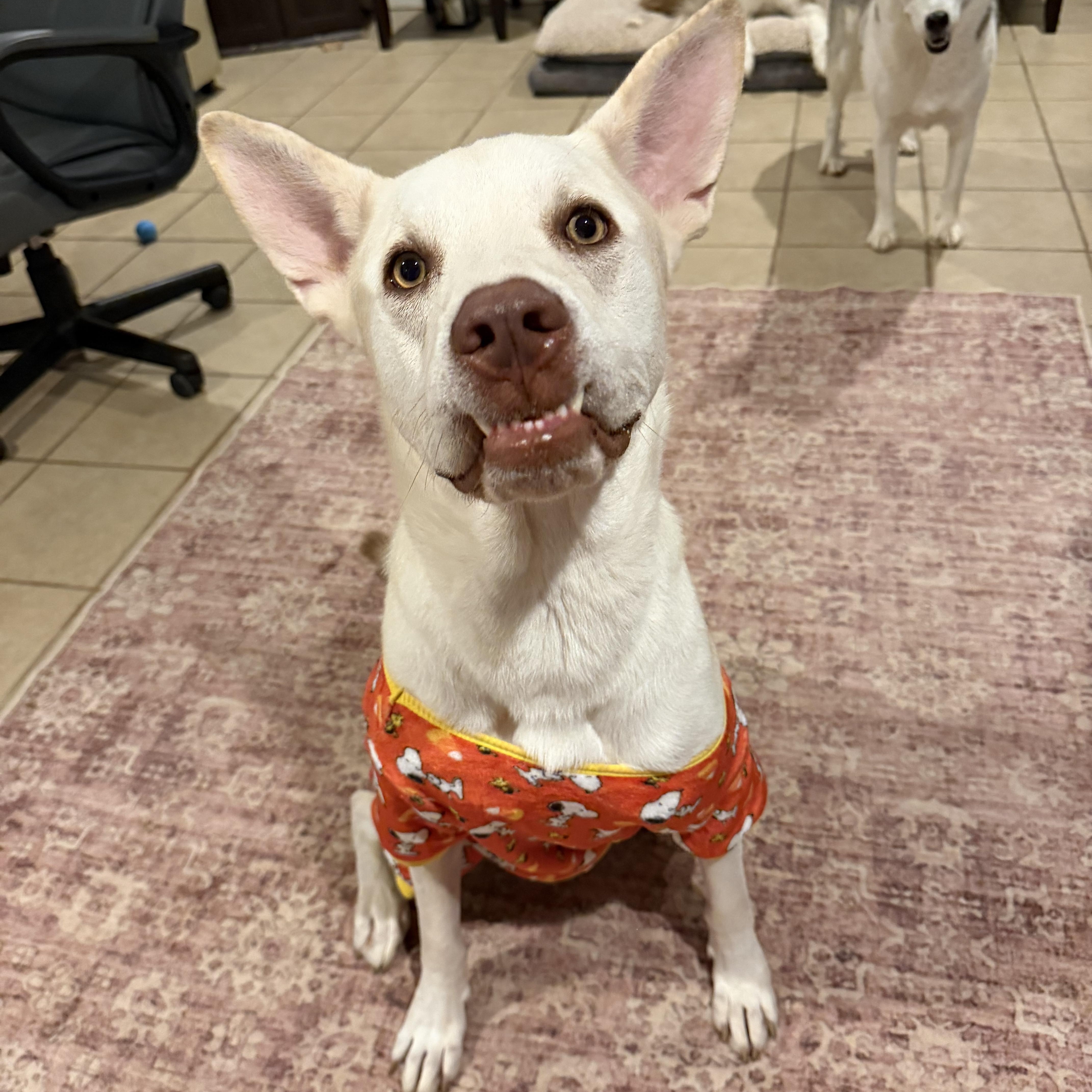 Butterball Boyd, Adoptable, Adult Male Siberian Husky & Carolina Dog.