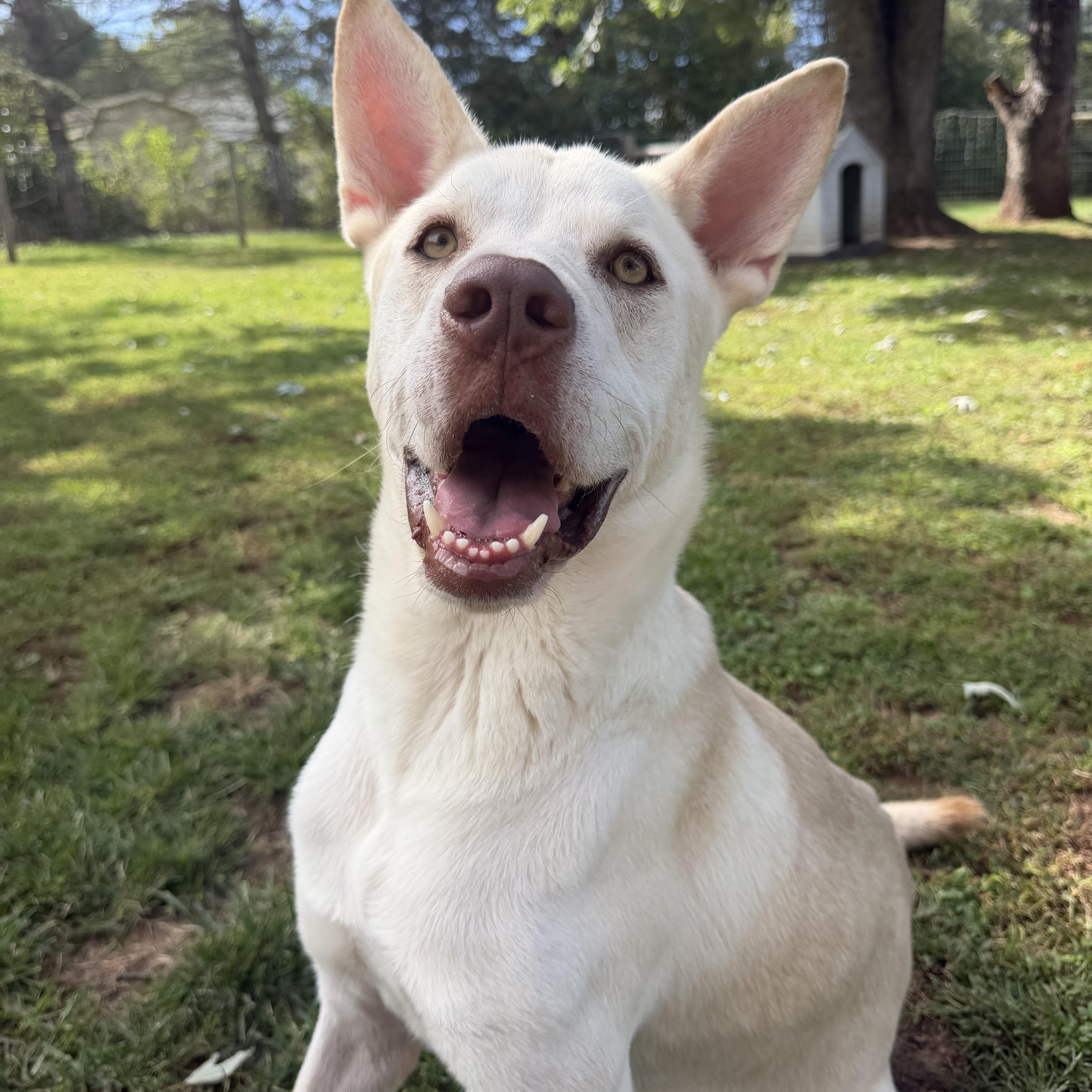 Enlarge Butterball Boyd, a Adoptable mixed breed in Spring City, PA image 2/6
