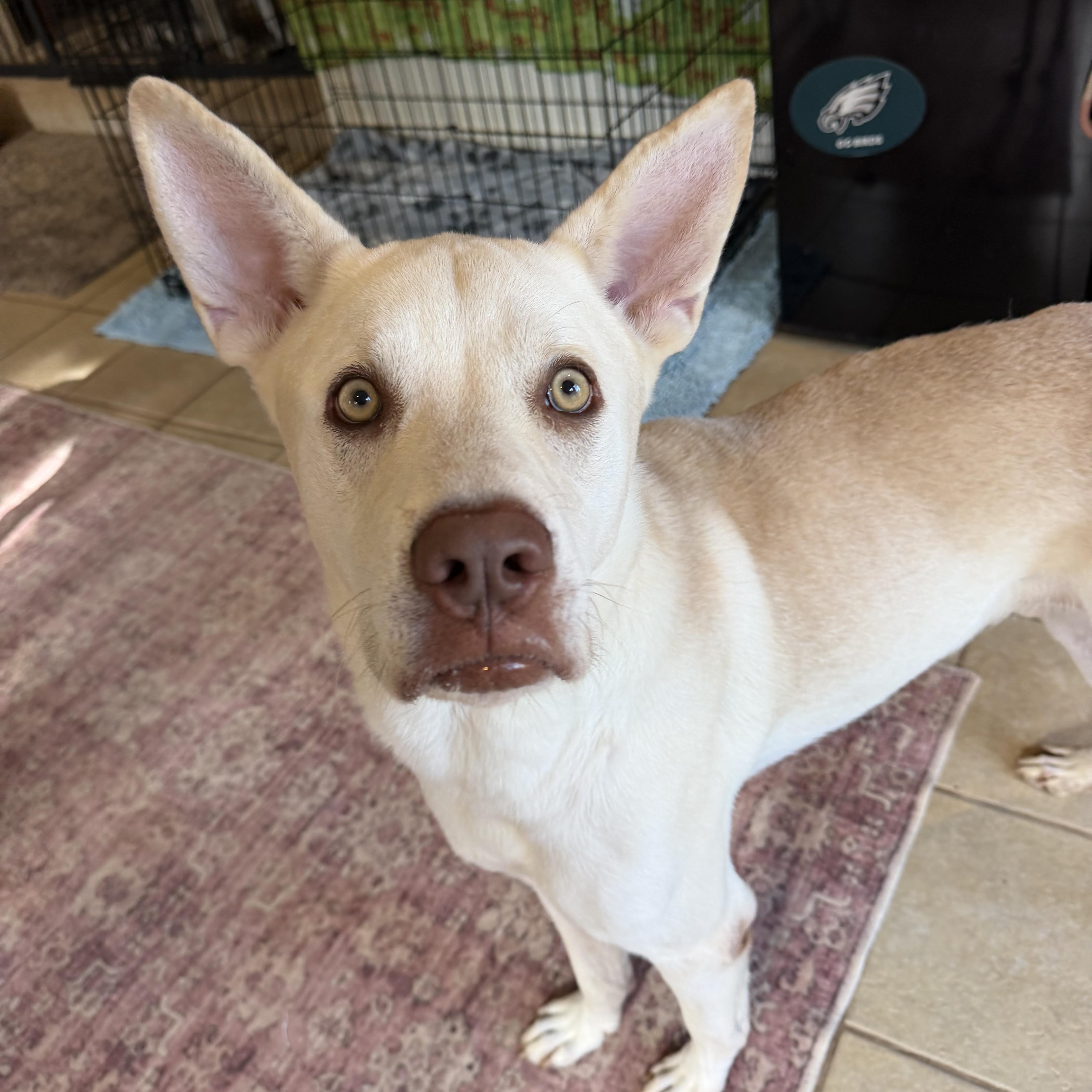 Enlarge Butterball Boyd, a Adoptable mixed breed in Spring City, PA image 5/6