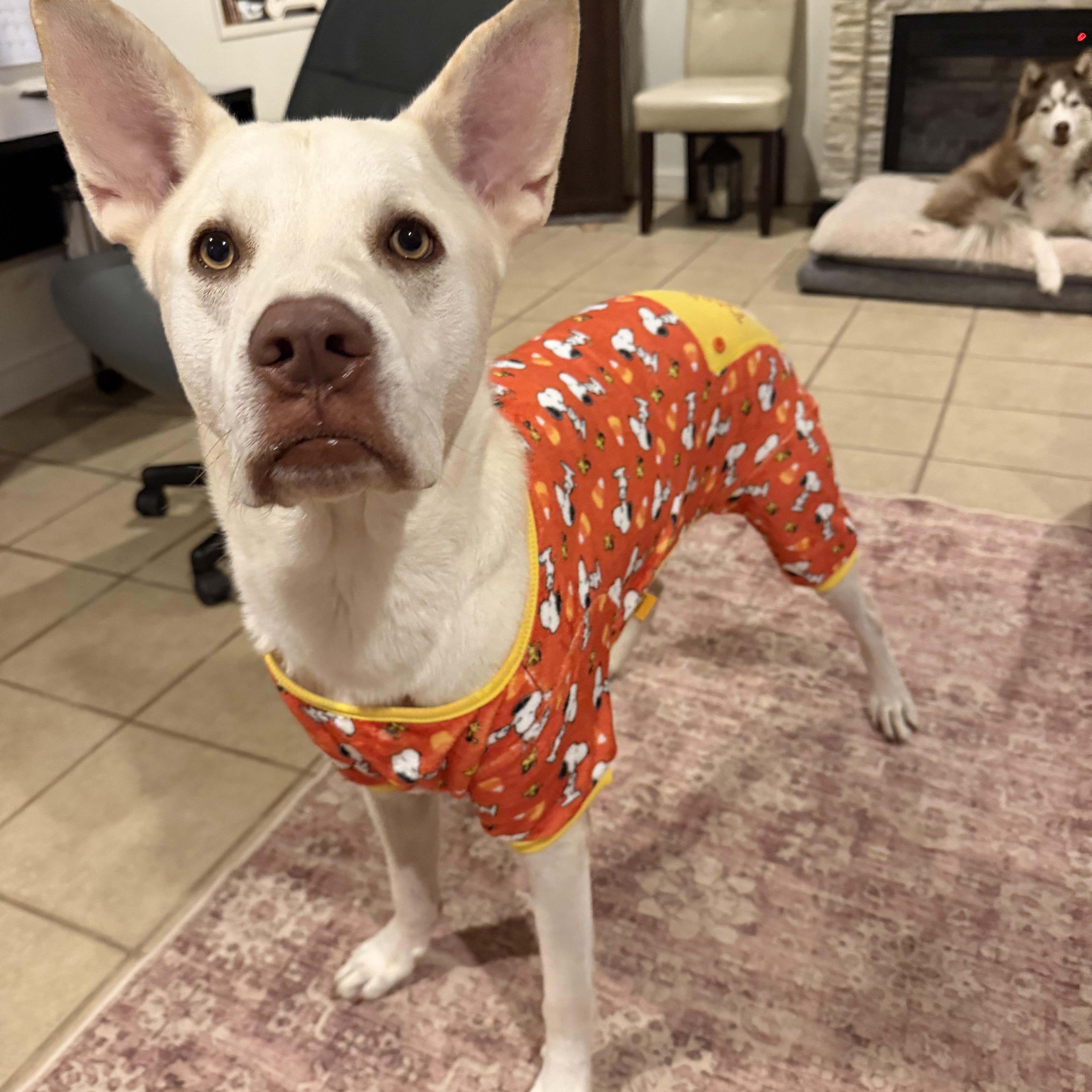 Enlarge Butterball Boyd, a Adoptable mixed breed in Spring City, PA image 4/6