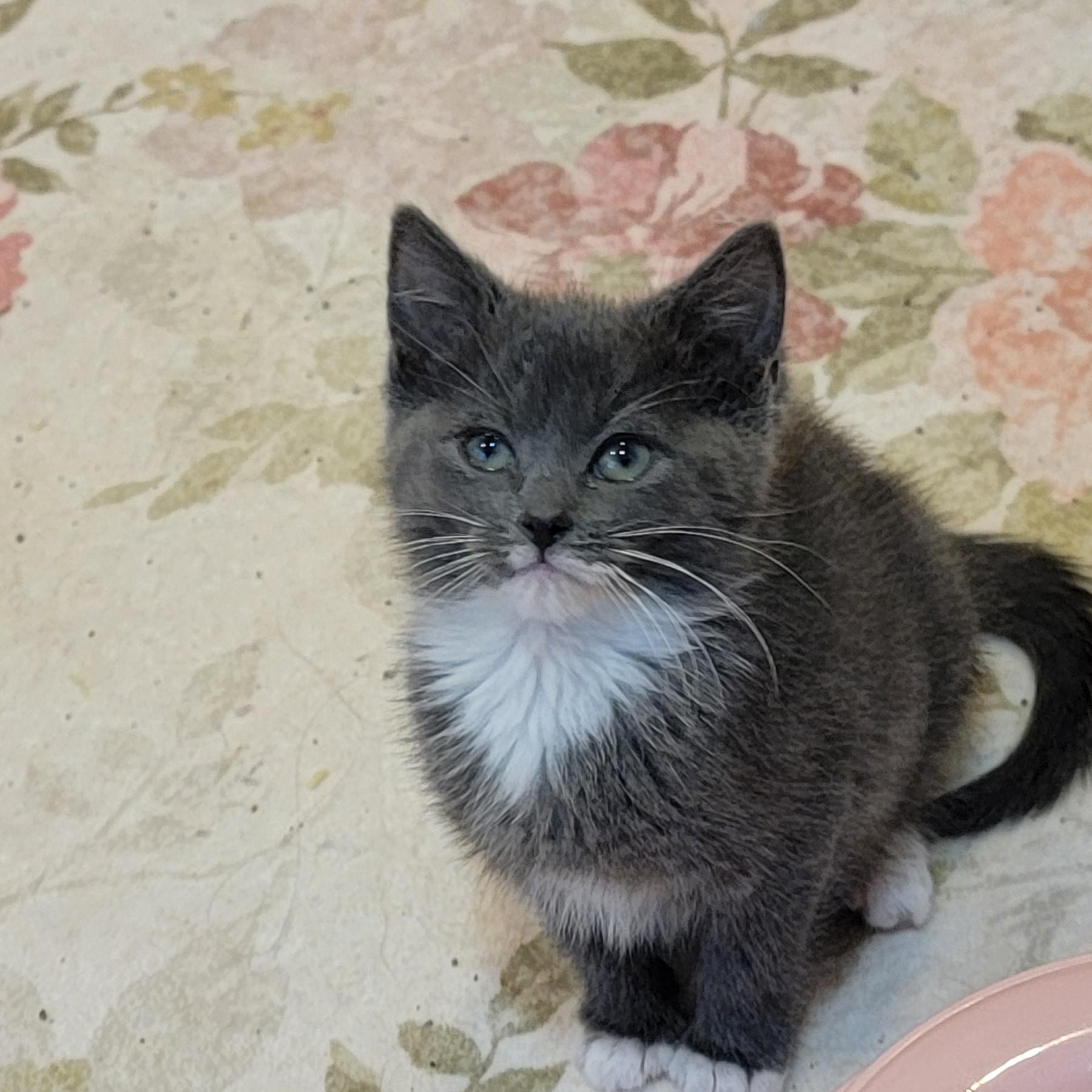 Enlarge Evelyn Adopted 4.19.26, a ADOPTABLE Domestic Short Hair in Wyandotte, MI image 4/5