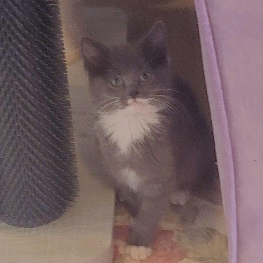 Enlarge Evelyn Adopted 4.19.26, a ADOPTABLE Domestic Short Hair in Wyandotte, MI image 3/5