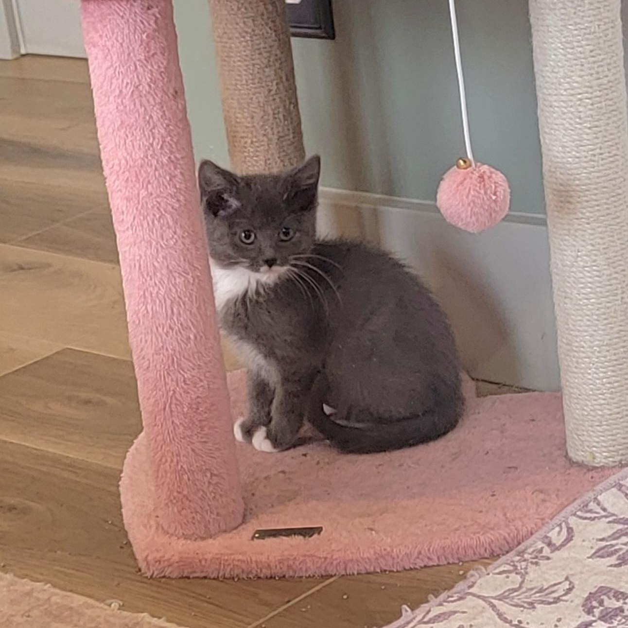 Enlarge Evelyn Adopted 4.19.26, a ADOPTABLE Domestic Short Hair in Wyandotte, MI image 2/5