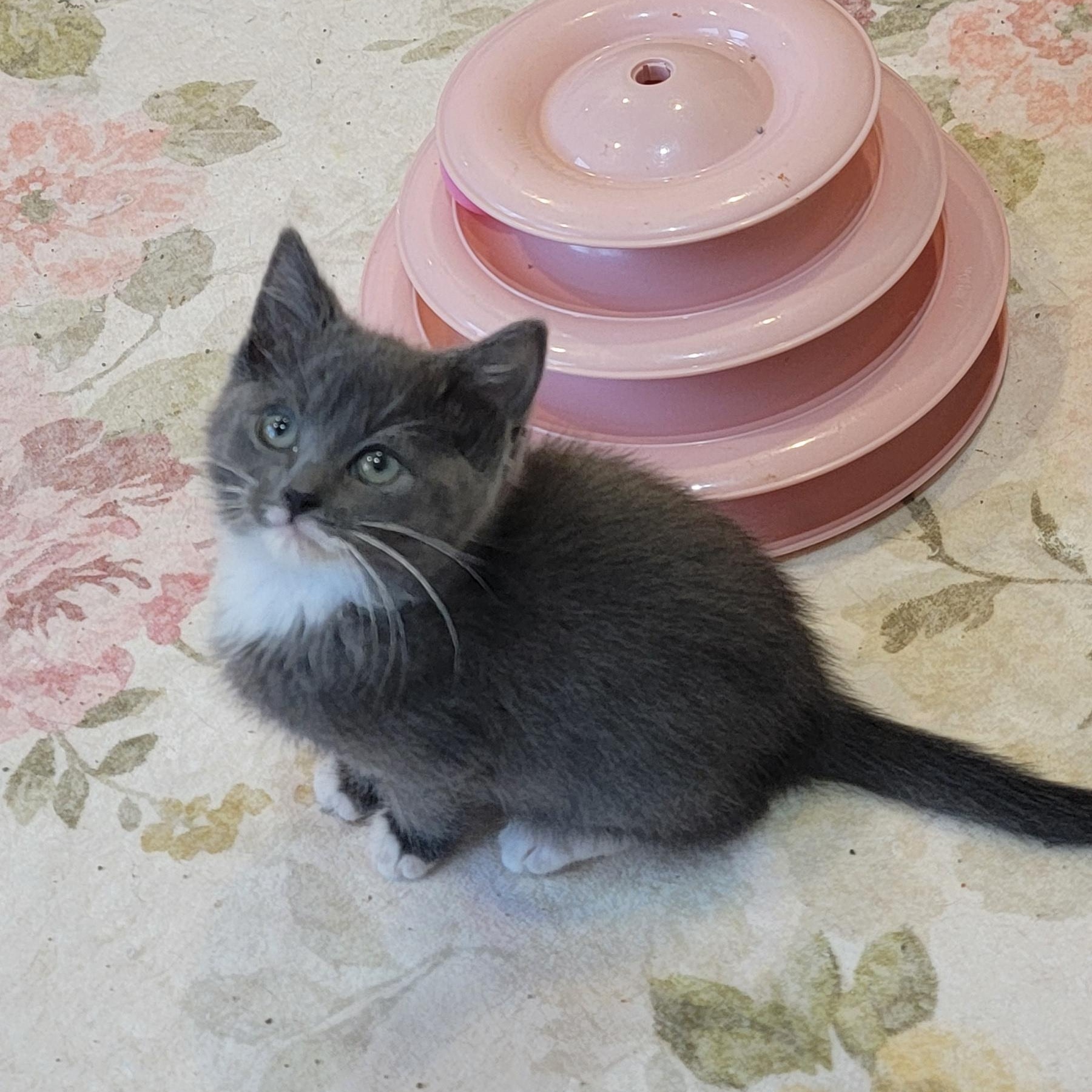 Enlarge Evelyn Adopted 4.19.26, a ADOPTABLE Domestic Short Hair in Wyandotte, MI image 5/5