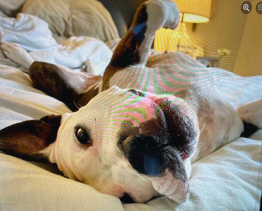 Enlarge MINI, a Adopted mixed breed in Dennis, MA image 1/4