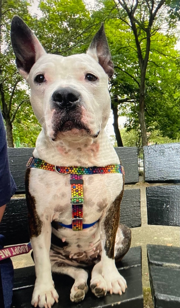 Enlarge MINI, a Adopted mixed breed in Dennis, MA image 2/4