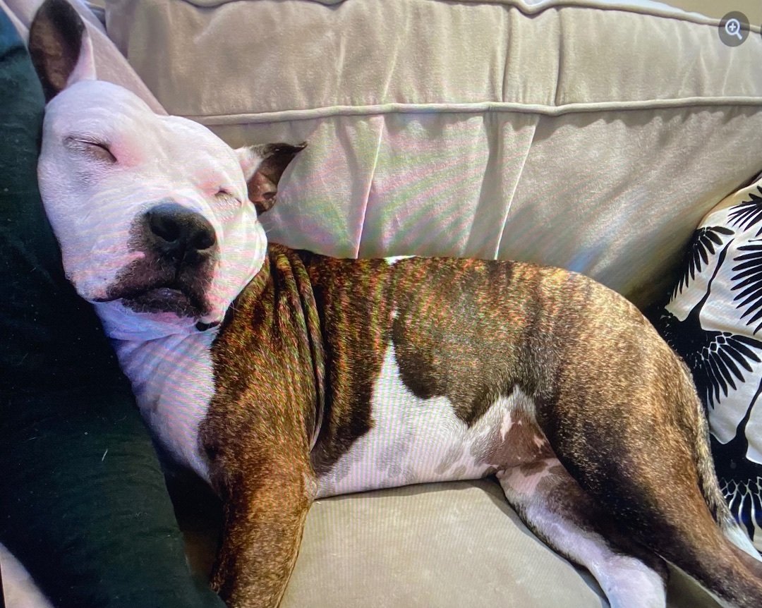 Enlarge MINI, a Adopted mixed breed in Dennis, MA image 3/4