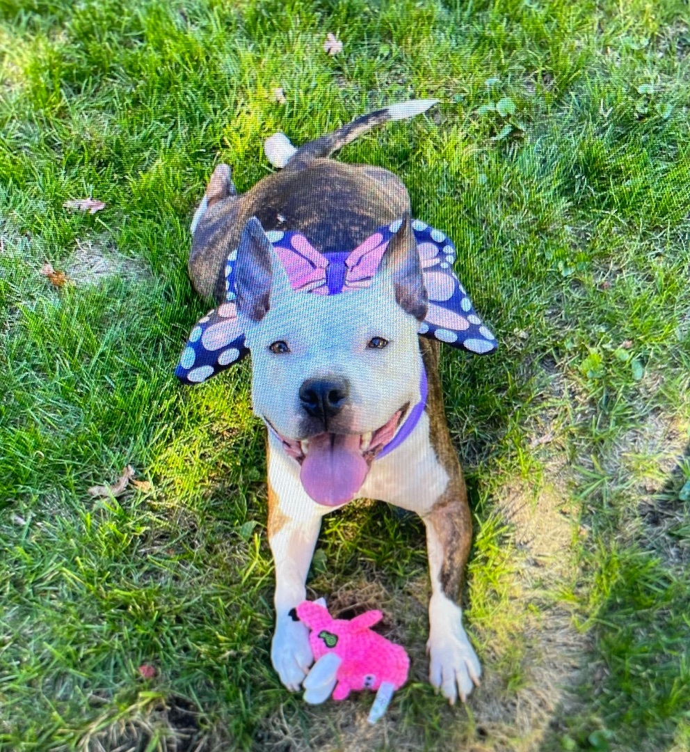 Enlarge MINI, a Adopted mixed breed in Dennis, MA image 4/4