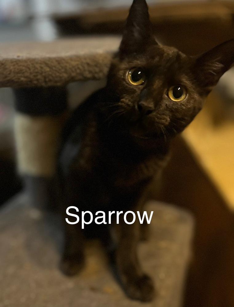 Enlarge Sparrow, a Adoptable mixed breed in Plumerville, AR image 1/1