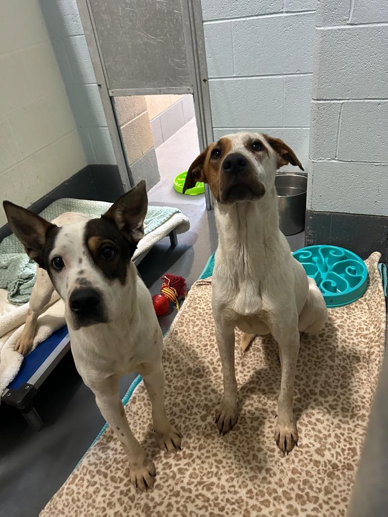 Durango, Adoptable, Adult Male Australian Cattle Dog / Blue Heeler.