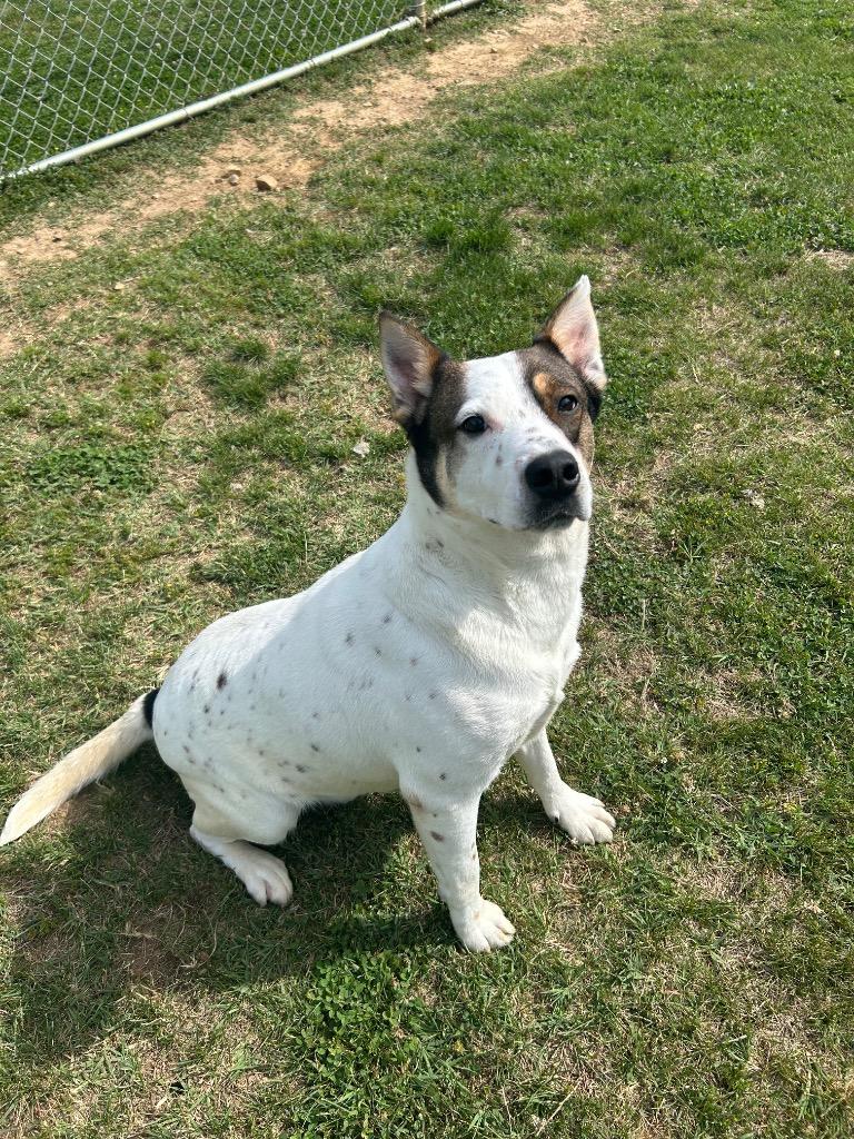 Enlarge Durango, a Adoptable Australian Cattle Dog / Blue Heeler in Johnson City, TN image 2/5