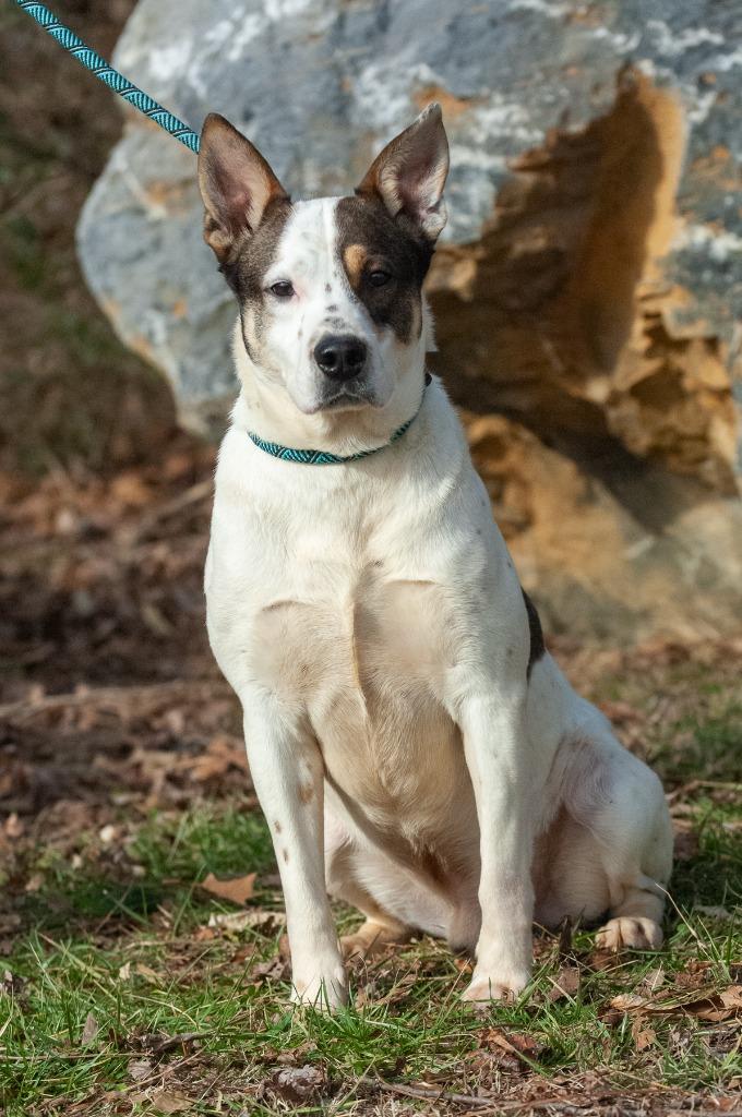 Enlarge Durango, a Adoptable Australian Cattle Dog / Blue Heeler in Johnson City, TN image 3/4