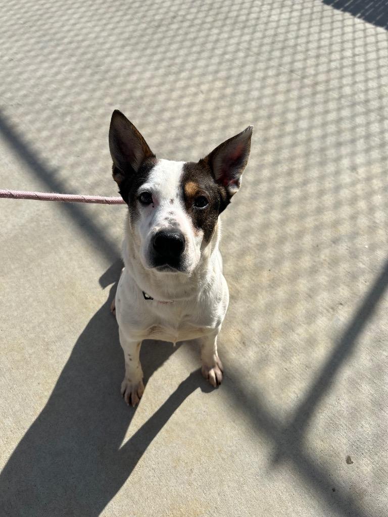 Durango, a Adoptable Australian Cattle Dog / Blue Heeler in Johnson City, TN image 2/2
