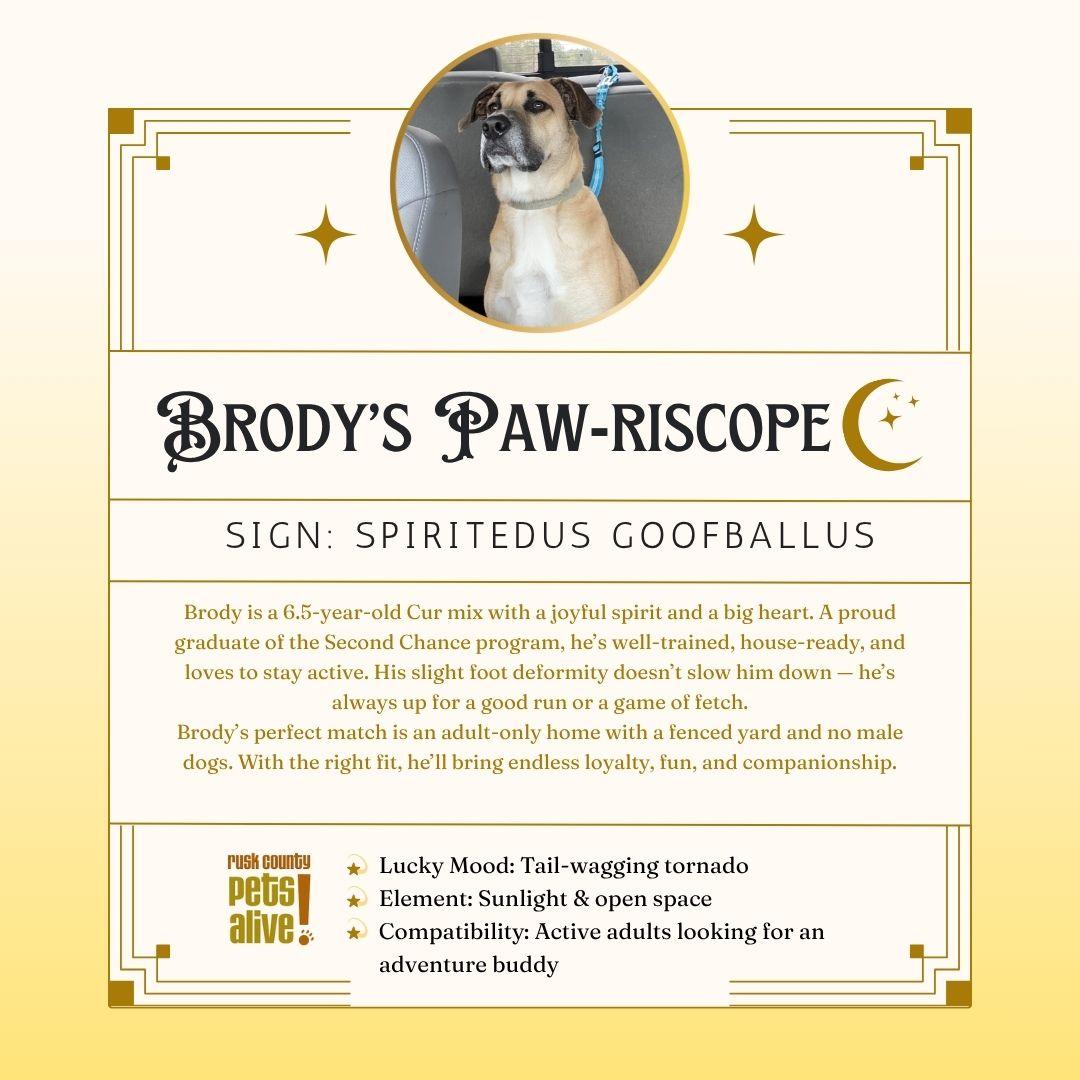 Brody, a Adoptable Black Mouth Cur in Henderson, TX image 2/5