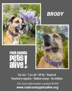 Enlarge Brody, a Adoptable Black Mouth Cur in Henderson, TX image 3/6