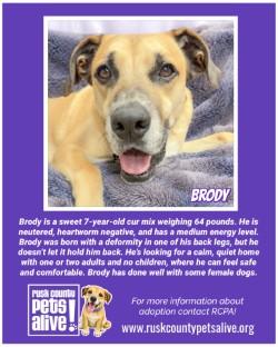 Enlarge Brody, a Adoptable Black Mouth Cur in Henderson, TX image 1/6