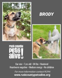 Enlarge Brody, a Adoptable Black Mouth Cur in Henderson, TX image 2/6