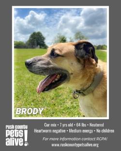 Enlarge Brody, a Adoptable Black Mouth Cur in Henderson, TX image 4/6