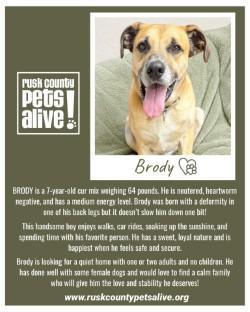 Enlarge Brody, a Adoptable Black Mouth Cur in Henderson, TX image 5/6