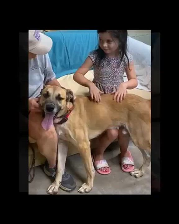 Enlarge Brody, a Adoptable Black Mouth Cur in Henderson, TX video 5/5