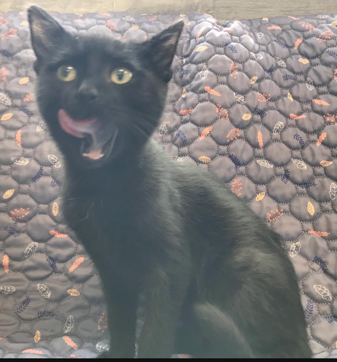 Enlarge Ant, a ADOPTABLE Domestic Short Hair in Buena Vista, CO image 2/3
