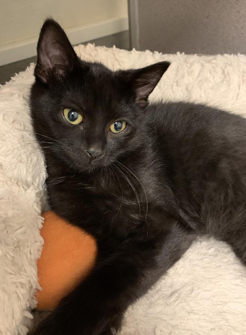 Ant, ADOPTABLE, Young Male Domestic Short Hair.