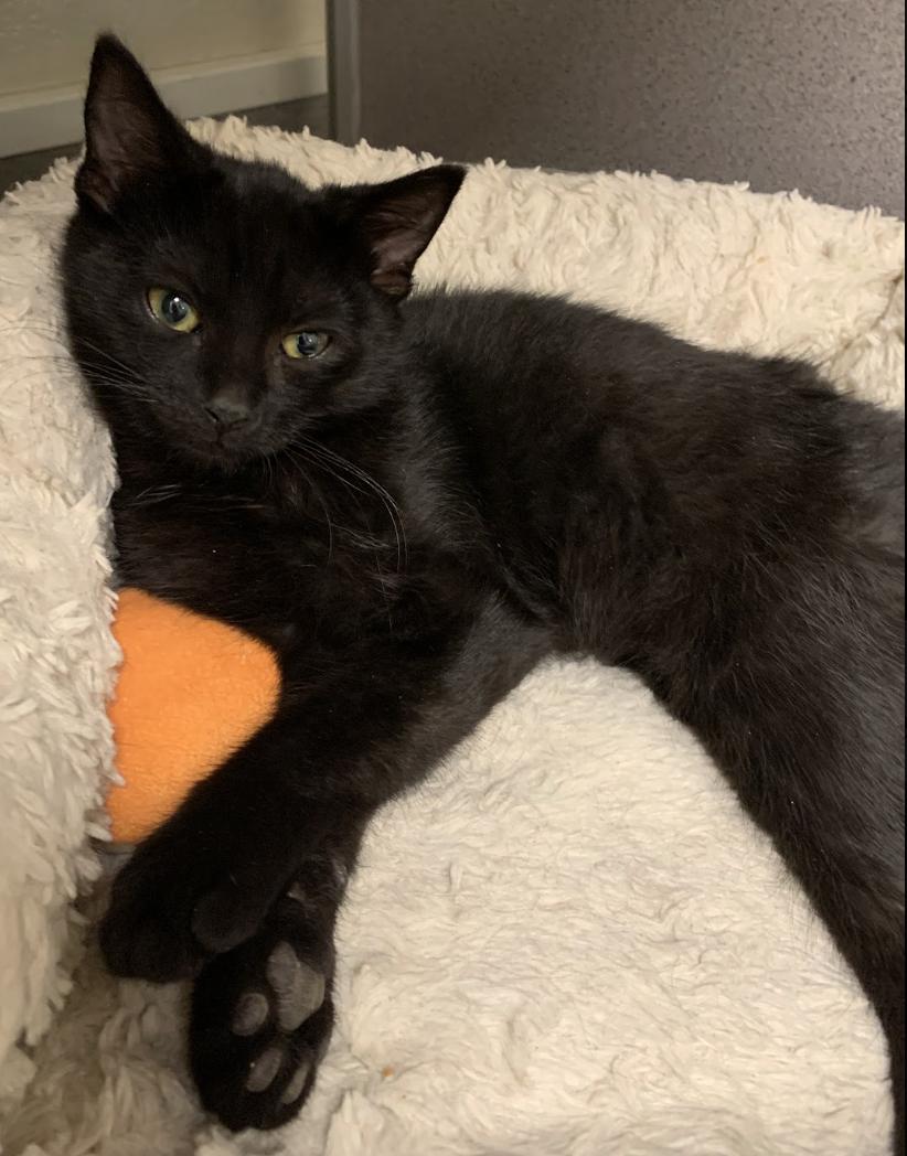 Enlarge Ant, a ADOPTABLE Domestic Short Hair in Buena Vista, CO image 3/3