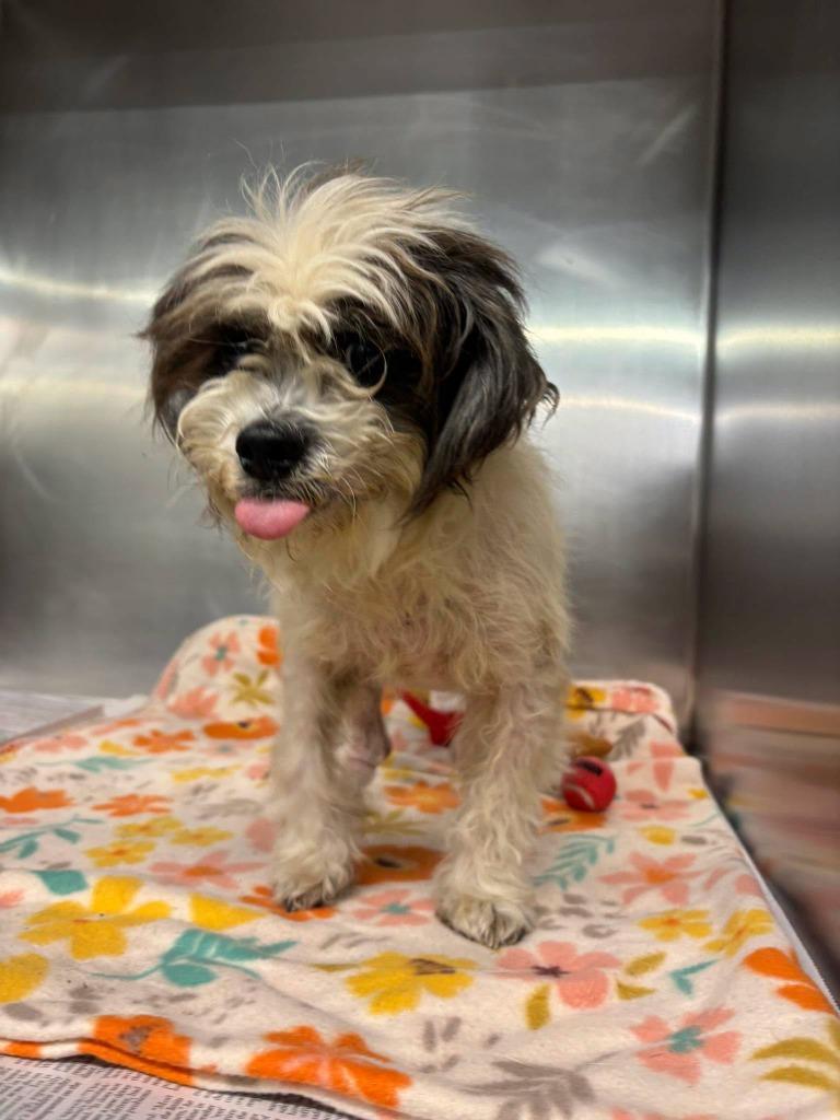 Enlarge Mowgli, a Adopted mixed breed in Findlay, OH image 1/1