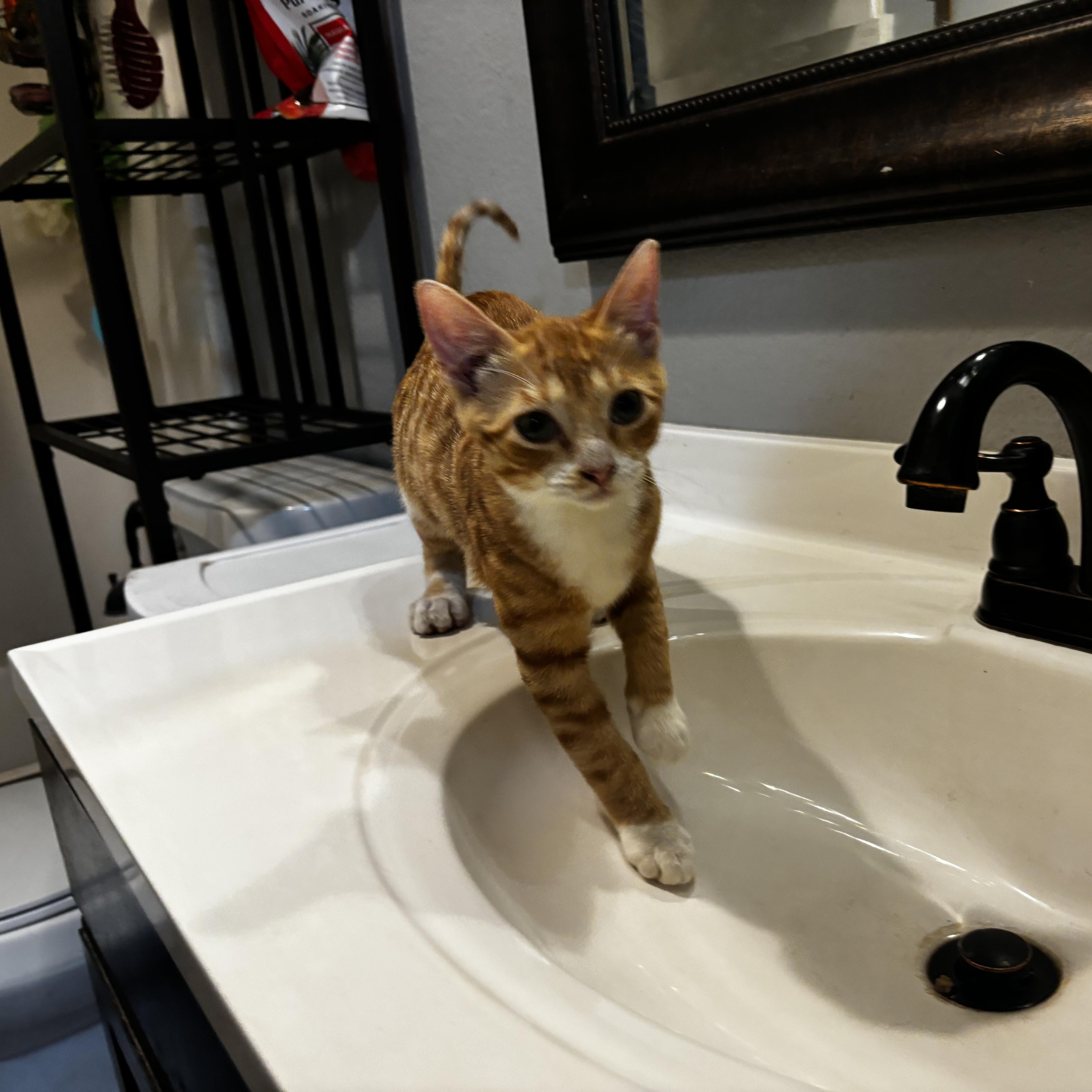 Pierce, Baby Male Domestic Short Hair