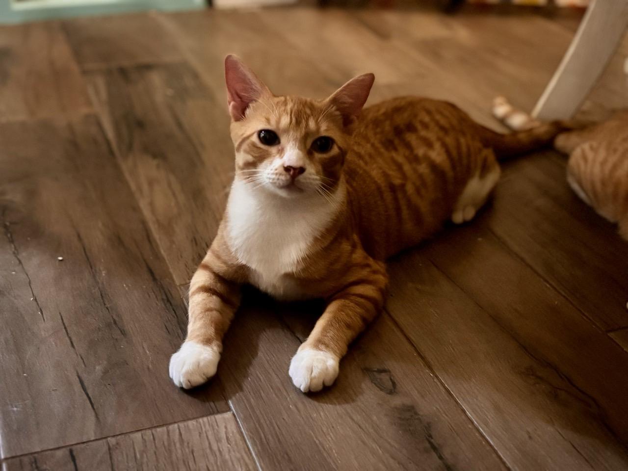 Pierce, Adoptable, Kitten Male Domestic Short Hair.