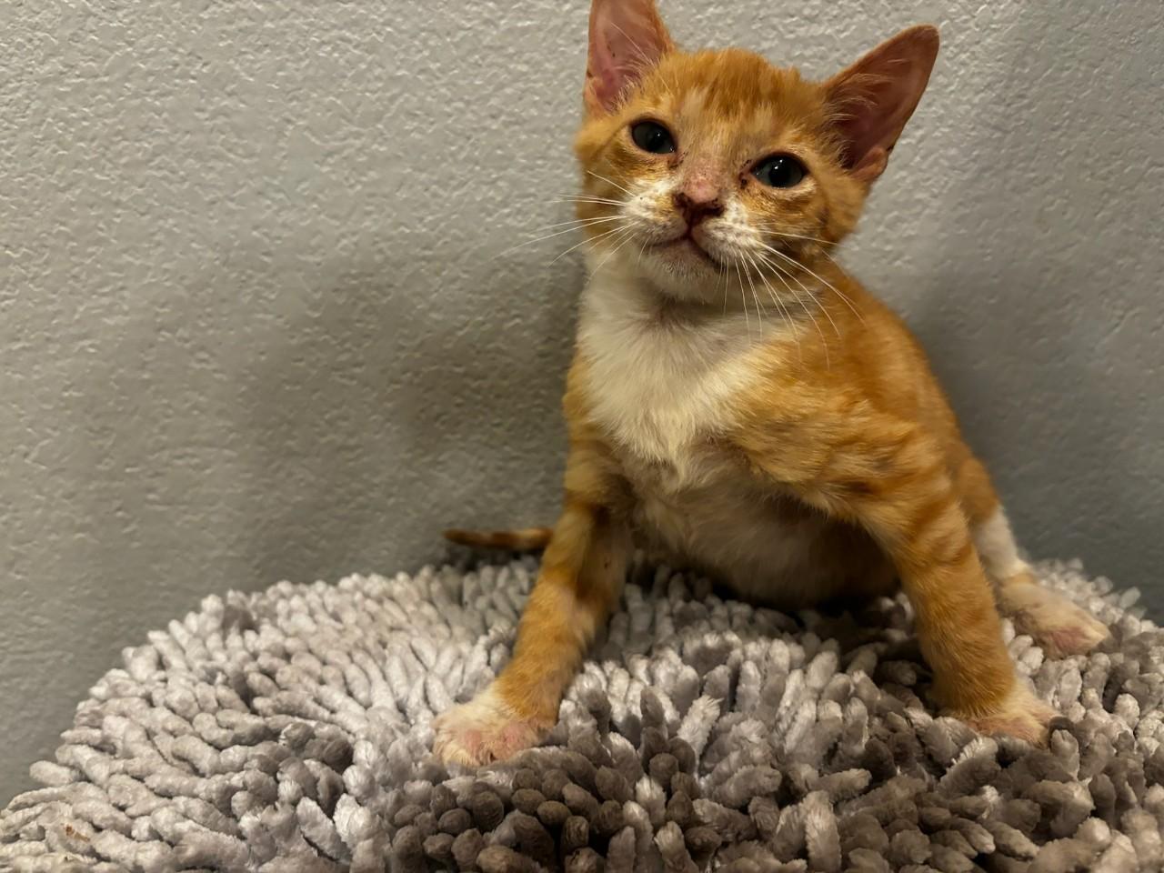 Enlarge Pierce, a Adoptable Domestic Short Hair image 3/3