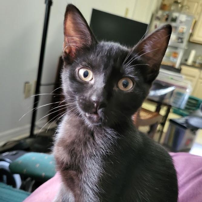 Black House Cat Breeds: Stunning Traits and Care Tips Revealed