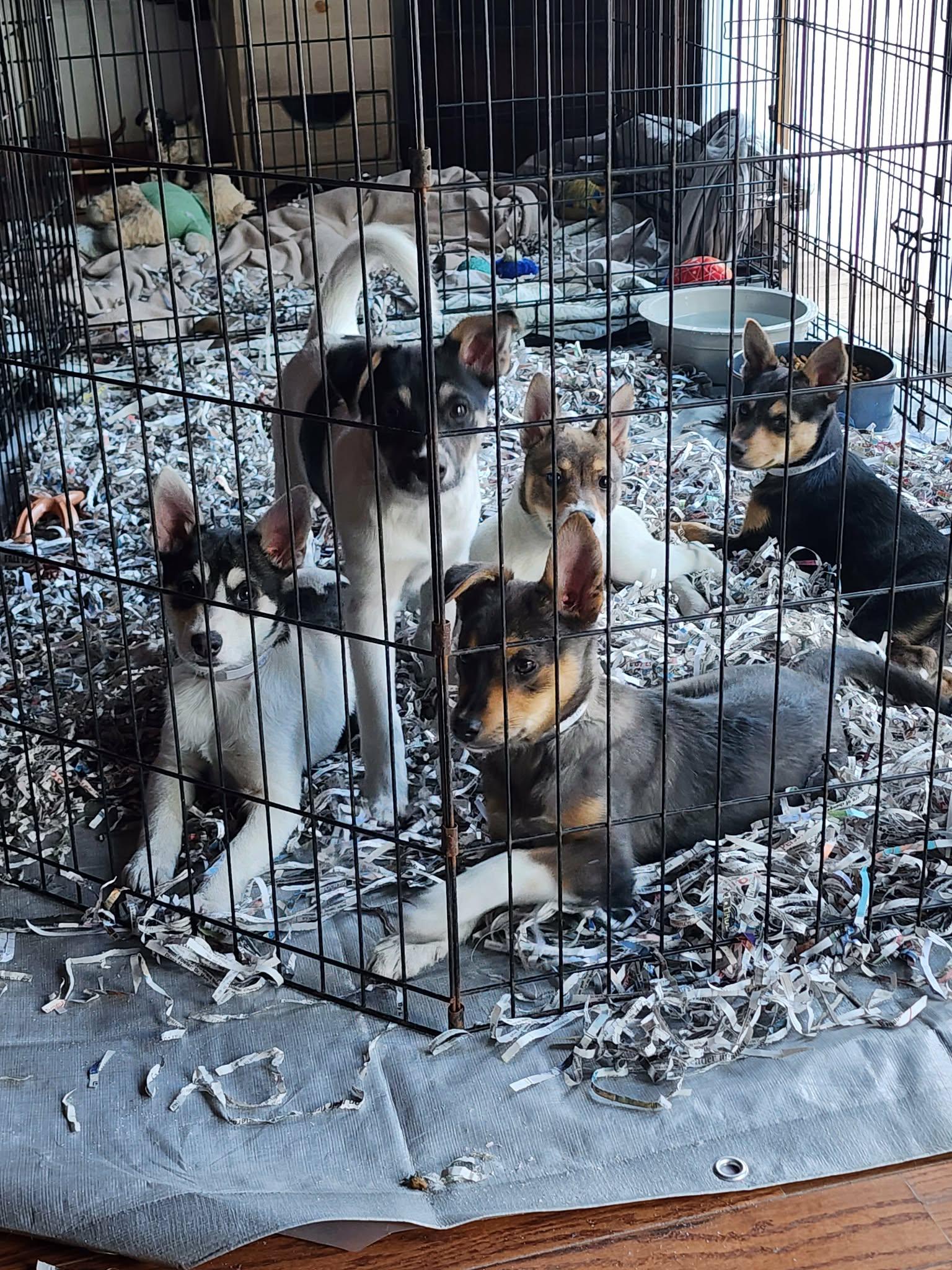 Enlarge Benedick, an adopted mixed breed in New York, NY image 4/4