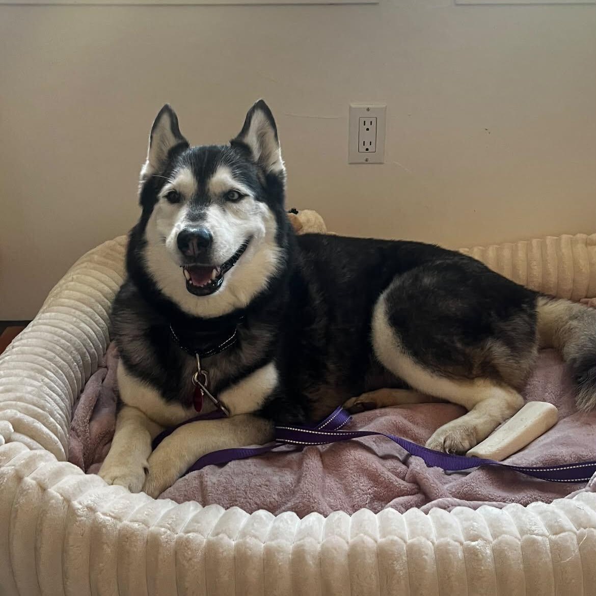 Enlarge Belitta, a Adoptable Husky in Lee vining , CA image 2/3