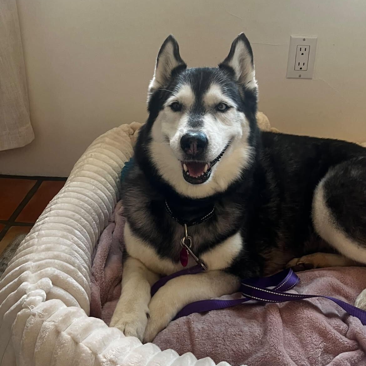 Enlarge Belitta, a Adoptable Husky in Lee vining , CA image 3/3